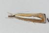 Catoptria margaritella